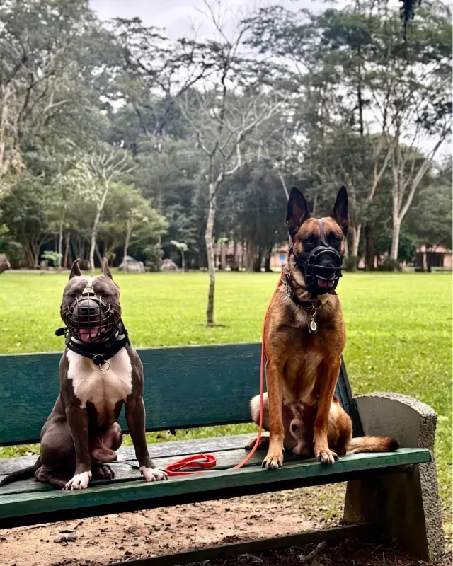 Beatriz Mattos trabalhando o comportamento de um cão em campo